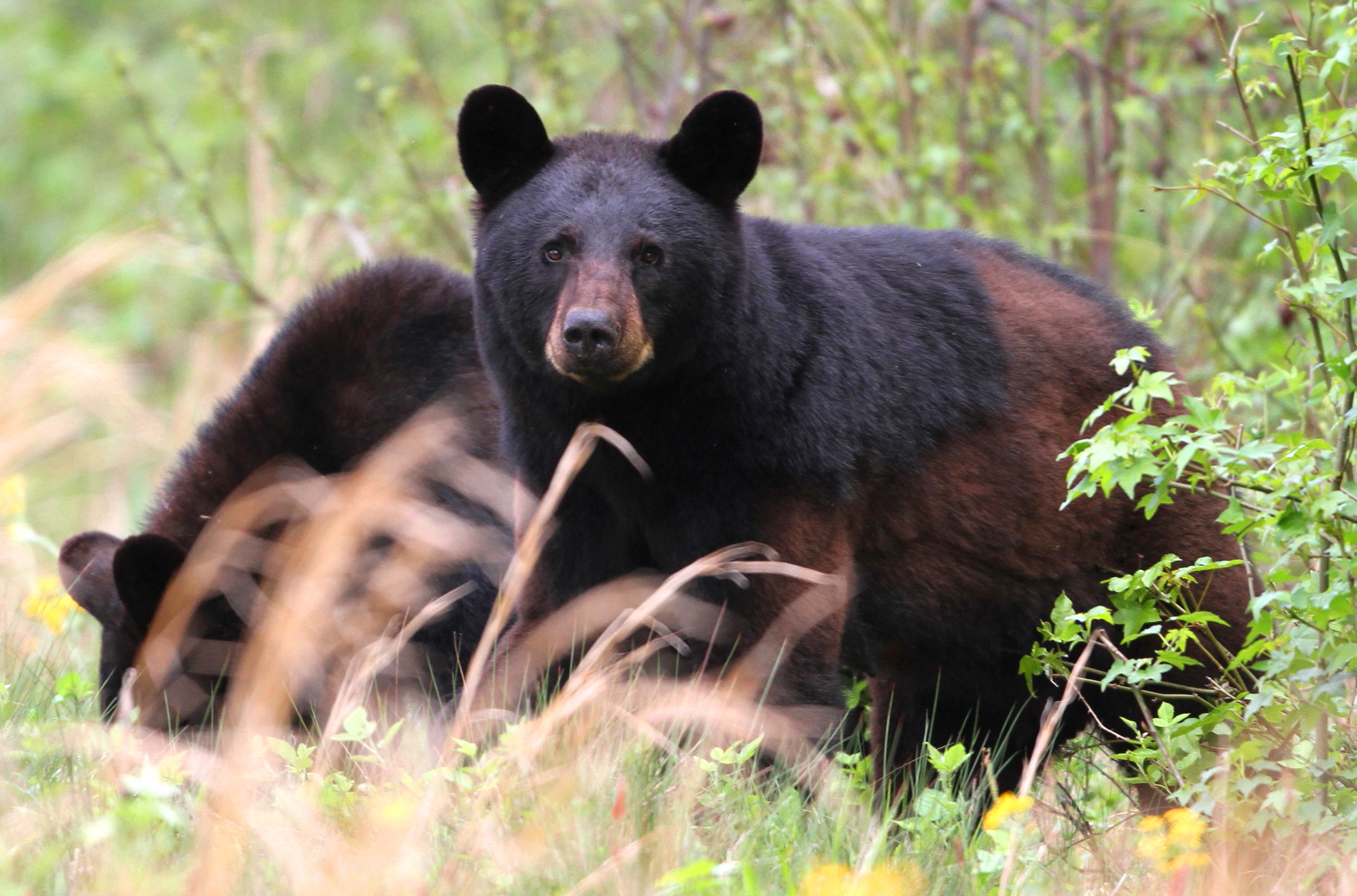 In North Carolina, there's about one bear for every 200 acres but they may often be spotted in pairs or groups. Photo: Sam Bland