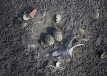 A least tern nest with eggs is shown on Lea-Hutaff Island. Photo: Lindsay Addison of N.C. Audubon