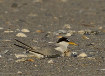 An adult least tern is shown with its chick. Photo: Lindsay Addison of N.C. Audubon