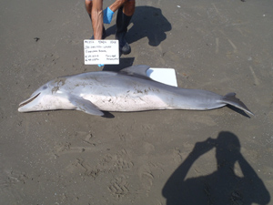 Researchers record data and photograph a dead dolphin that stranded along the Port Fourchon Louisiana coastline in July 2012 following the 2010 Deepwater Horizon oil spill. Photo: Louisiana Department of Wildlife and Fisheries