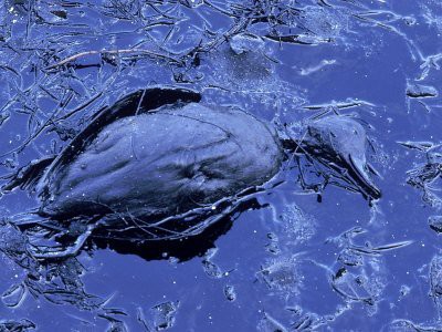 It’s estimated that more than 10,000 fish, birds and other marine life were killed during the oil spill in Santa Barbara, Calif., in 1969. Photo: University of Southern California