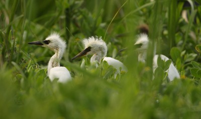 Snowy egret chicks poke their heads above the grass on Raccoon Island. Photo: Sam Bland