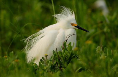 An adult snowy egret shows off its breeding plumes. Photo: Sam Bland