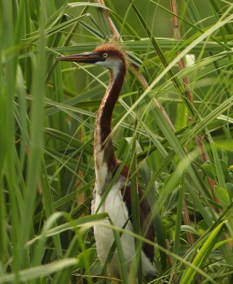 A tricolor heron chick lifts its head above the grass for a better view of its surroundings. Photo: Sam Bland