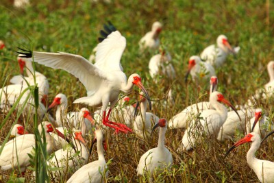 An adult white ibis lands in a rookery on Raccoon Island. Photo: Sam Bland