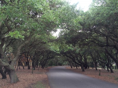 A shady road near Southern Shores reflects the quiet of the Outer Banks community. Photo: Catherine Kozak