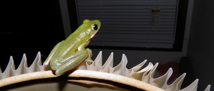 A green frog frog at the sanctuary. Photo: National Audubon