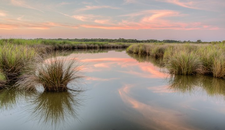 Why Is It Called “Spanish Moss”? - Island Life NC