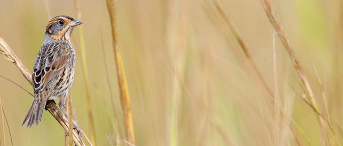 A salt marsh sparrow in the sanctuary. Photo: Mark Buckler, National Audubon