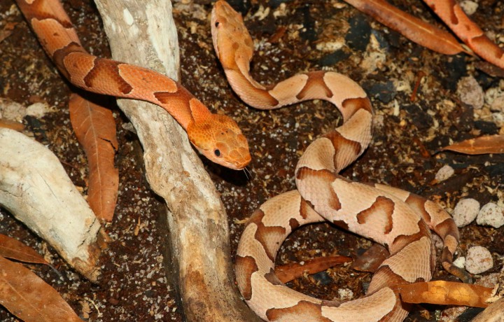 Two copperheads
