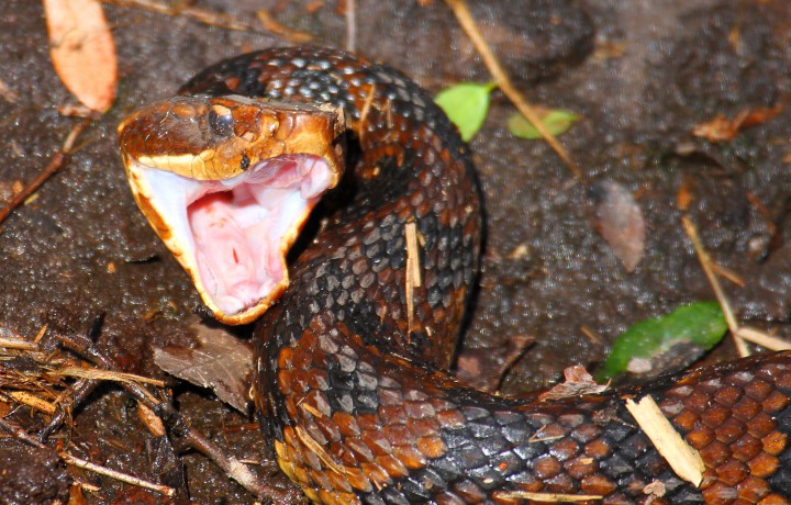 Respect, Don't Fear N.C. Snakes | Coastal Review Online