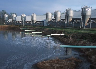 Hog waste pours into a lagoon at an industrial hog farm. Photo: Environmental Protection Agency