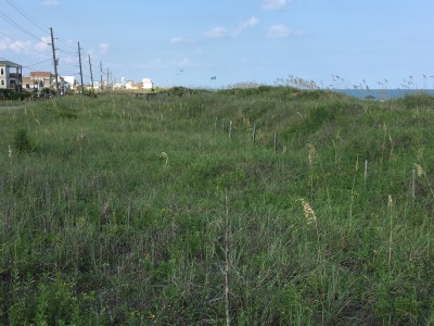 This stretch of dune line at the southern end of Topsail Beach consists of several privately owned and town owned lots. After years of natural and manmade efforts to restore the dunes, some property owners want to rebuild on their land. Photo: Trista Talton