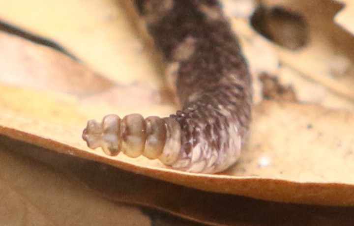 Pigmy rattlesnake’s rattle