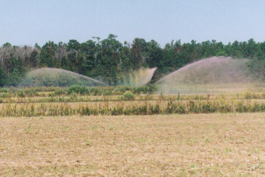 Hog waste is applied to a sprayfield. Photo: Rick Dove