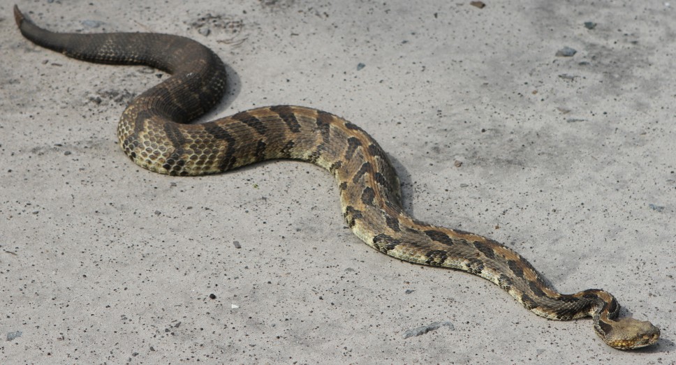 Respect, Don't Fear N.C. Snakes | Coastal Review