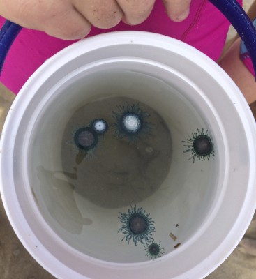 Blue buttons sting their prey but not humans. Photo: Chad Motz, Outer Banks Voice