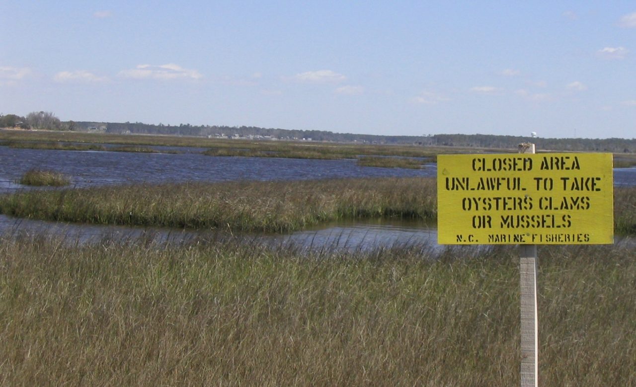 Harvesting shellfish is prohibited in much of the lower White Oak River. Most of the impaired waters in the White Oak River basin are associated with shellfish growing area classifications. Photo: File