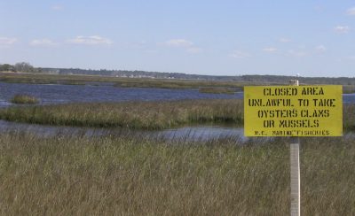 Harvesting oysters and clams is prohibited  in much of the lower White Oak River because of bacterial contamination. Photo: N.C. Coastal Federation