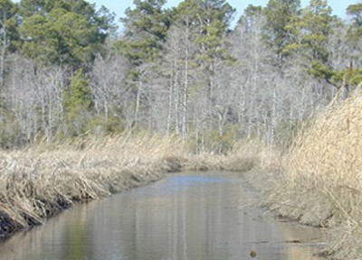 A view of the restoration area, looking north of the Kerr-McGee site into the marsh and uplands. Photo: NOAA