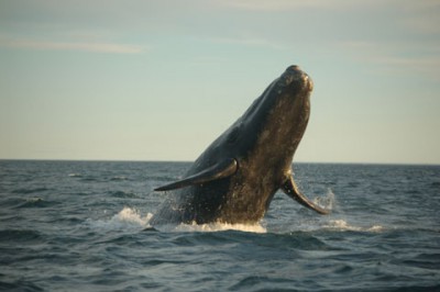 The North Atlantic right whale is is one of the species of most concern in regard to seismic surveying. Photo: Canadian Wildlife Federation