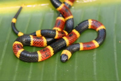 The eastern coral snake is found only in North Carolina along the southeast coastal plain. It is often confused with the harmless scarlet kingsnake. Photo: nature.com