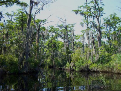 Palmetto_Peartree_Preserve_HiddenLake