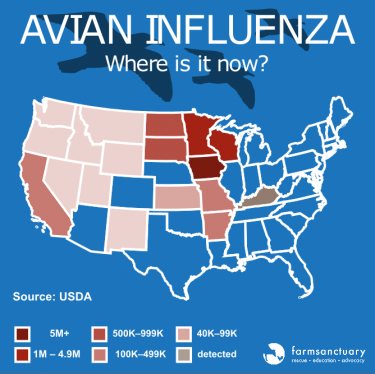 As of May, avian virus was in 18 states. Note that "detected" on the map refers to non-commercial findings. Map: Farm Sanctuary