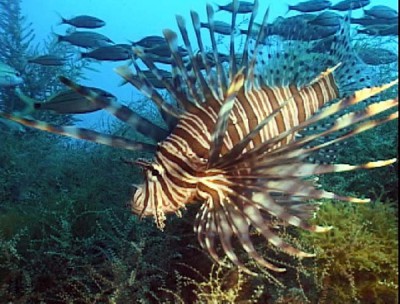 An adult lionfish trolls a wreck about 40 miles off the N.C. coast. Photo: NOAA scientist Paula Whitfield