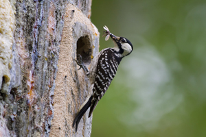 A red-cockaded woodpecker delivers food to its family’s cavity in a tree. Photo: U.S. Fish and Wildlife Service