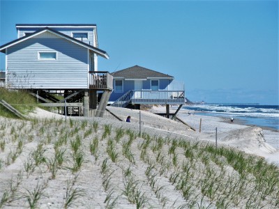 Plantings that are part of a recent renourishment project at North Topsail Beach appear unaffected by the recent storm that otherwise did about $15.6 million damage to the town’s beach and dune line. Photo: Mark Hibbs, Coastal Review Online