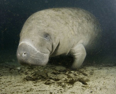 The West Indian manatee is an endangered species and an example of the kinds of rare species on which the Natural Heritage Program keeps data. Photo: Wikipedia
