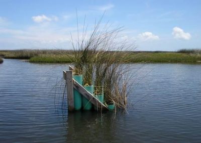 A "marsh organ" is one of the tools scientists use to predict the response of coastal marsh vegetation to changing sea levels. Photo: University of Central Florida