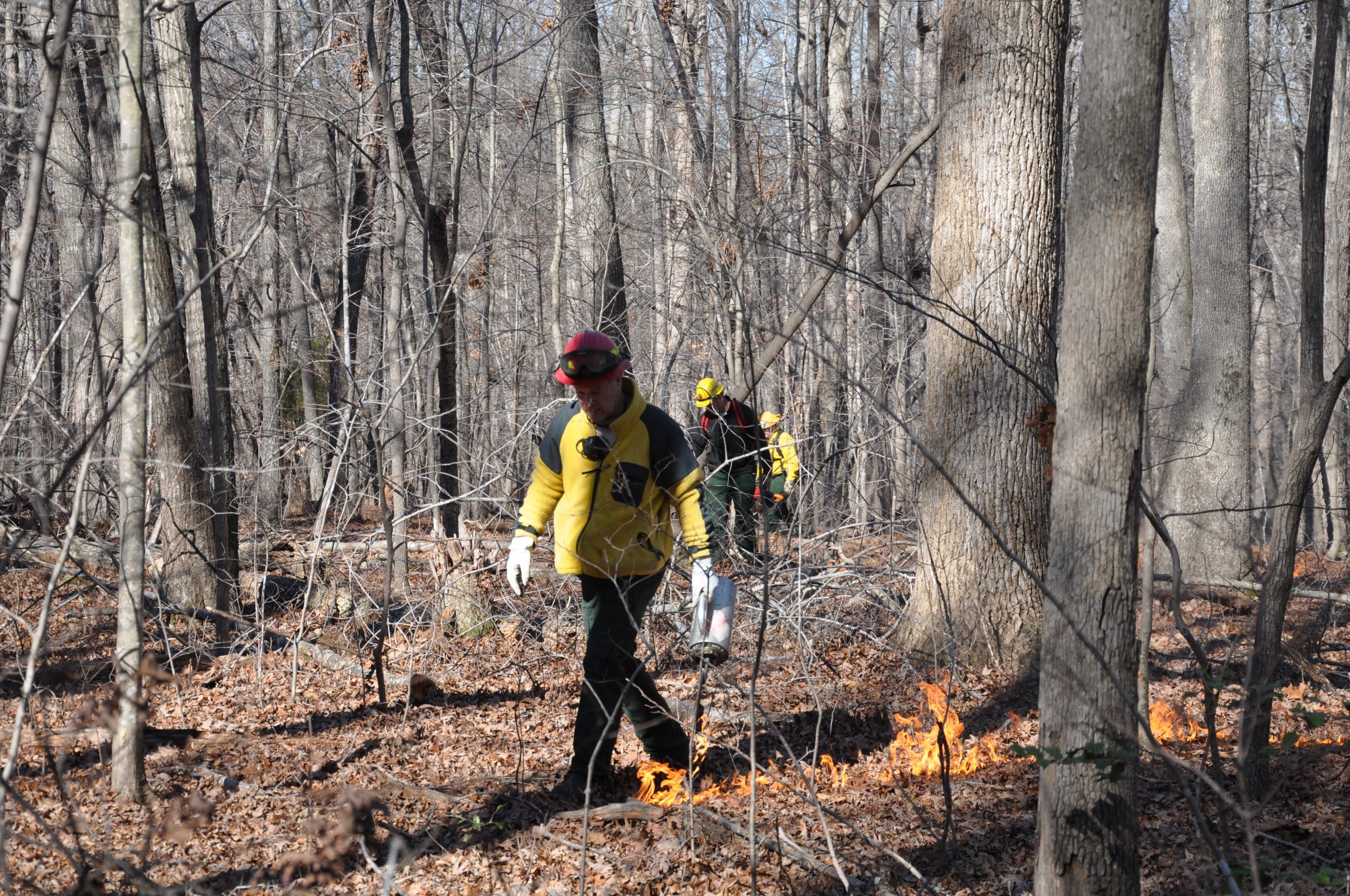 Our Coast: The Coastal Fire Forest | Coastal Review