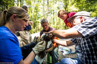 Left to right; Vet Joni Gnyp, Roland Kays, Lindsay Addison of Audubon North Carolina and Ted Simons attach a solar GPS telemetry tag to Yangchen. Photo: Rob Nelson,  UntamedScience.com 