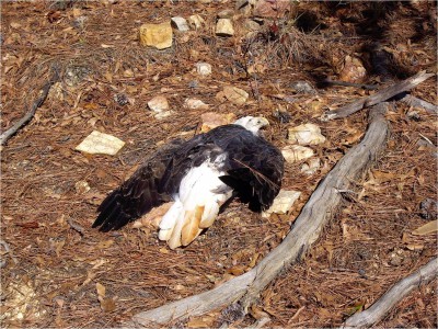 The body of a bald eagle killed by a toxin found on hydrilla is in the woods in Georgia. Photo: University of Georgia