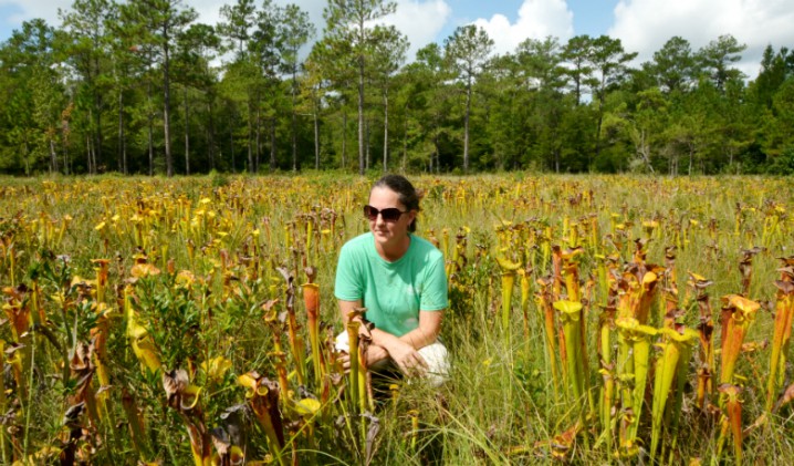 Angie Carl sits amid a field of pitcher plants, a native species that depend on periodic fires. Photo: Tess Malijenovsky, Coastal Review Online.