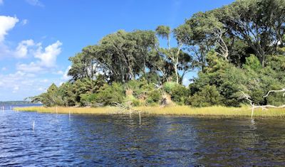 This section of shoreline at Jones Island in the White Oak River was created by volunteers using bags of oyster shells and grass seedlings. Photo: Brad Rich, Tideland News