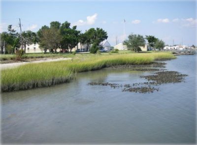 A living shoreline is in place at the NOAA Laboratory in Beaufort. Photo: Carolyn Currin, NOAA