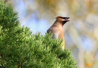 A cedar waxwing in an eastern red cedar tree eats a seed cone. Photo: Sam Bland