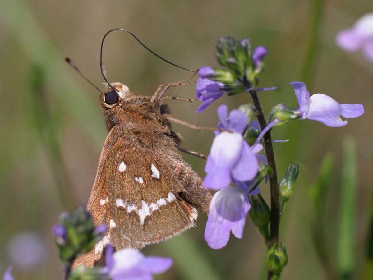 The crystal skipper is found only on a roughly 30-mile stretch of the central N.C. coast. Photo: Sam Bland