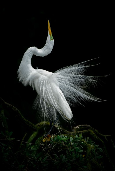 A great egret in full breeding plumage performs his courtship display to attract a mate. Photo: Jared Lloyd