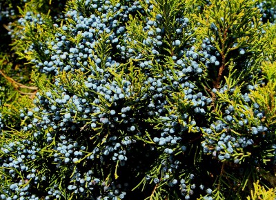 The eastern red cedar's powdery, waxy blue berries Photo: Sam Bland