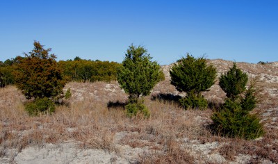 In this row of eastern red cedar, each show bare patches created by deer antler rubs . Photo: Sam Bland