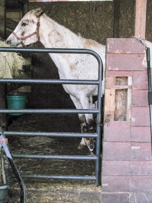 The Nead’s horse, Traveler, enjoys fresh hay and a visit with the family dog. Photo: Mark Hibbs