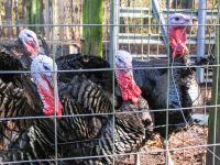 Male turkeys, or toms or gobblers, are kept separate from the females, or hens, at The Barnyard but the pens are adjacent. Photo: Mark Hibbs