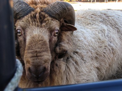 A ram keeps watch over the front gate from the sheep pen at The Barnyard. Photo: Mark Hibbs