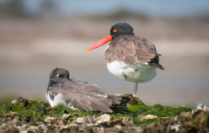carson-oyster catchers
