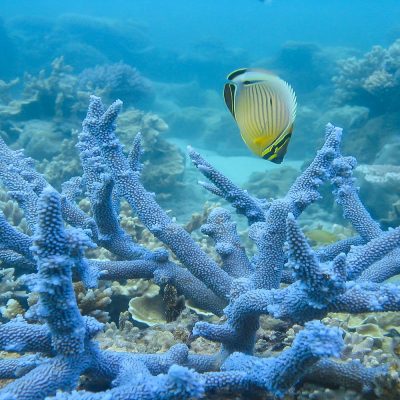 Butterflyfish and coral staghorn. Photo: Terry Hughes.