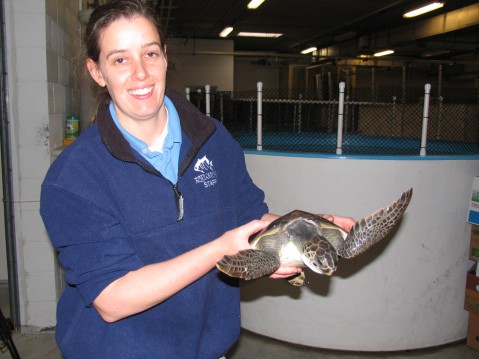 Michele Lamping, an aquarist at the N.C. Aquarium at Pine Knoll Shores, holds a green sea turtle rescued from Cape Lookout. Photo: Mark Hibbs